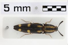 Foto (Dorsalansicht) von Priopus bimaculatus (Fleutiaux, 1918)